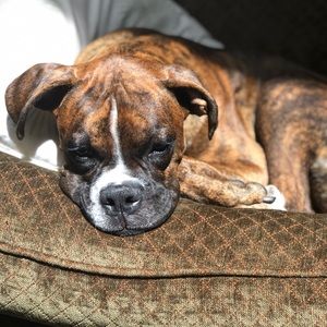 Meet your Posher, Patty